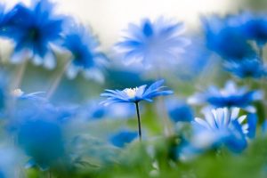 blue-flowers-nature-favim